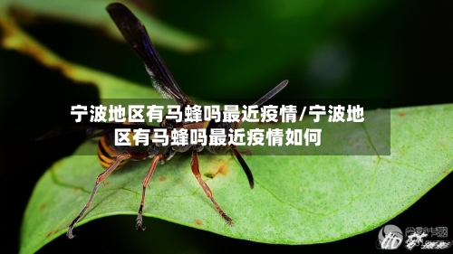 宁波地区有马蜂吗最近疫情/宁波地区有马蜂吗最近疫情如何